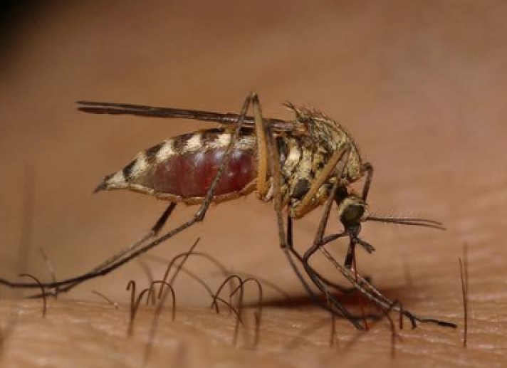 ΜΕ ΕΛΛΗΝΙΚΗ ΣΥΜΜΕΤΟΧΗ - Δημιούργησαν κουνούπια ανθεκτικά στον ιό του δάγκειου πυρετού