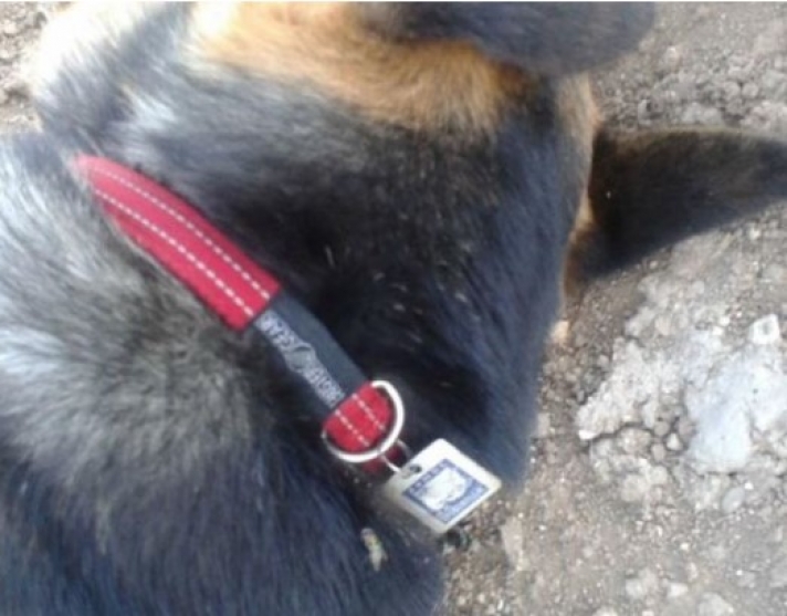 Φρικτή, μαζική δολοφονία σκύλων με φόλες, στη Χαλκιδική