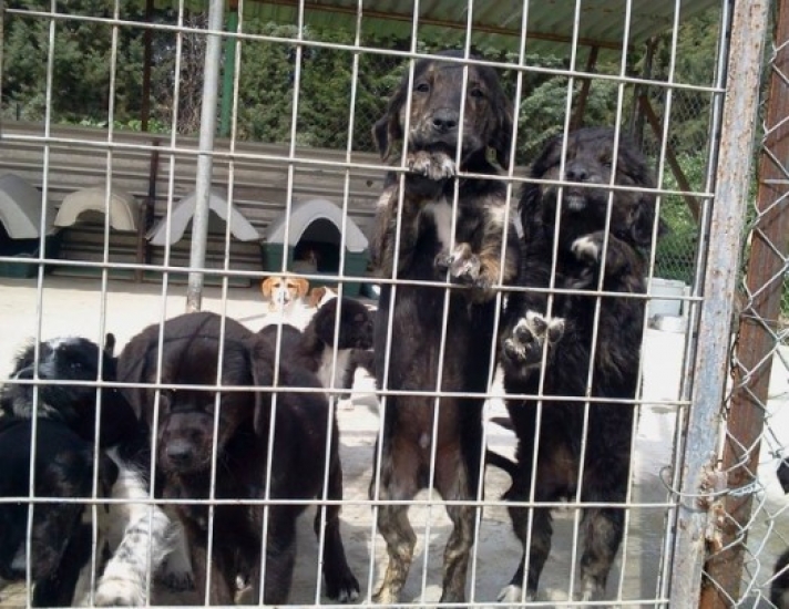 Τη θανάτωση των αδέσποτων σκύλων ζητά ο «πολιτισμένος» δήμαρχος Σερρών