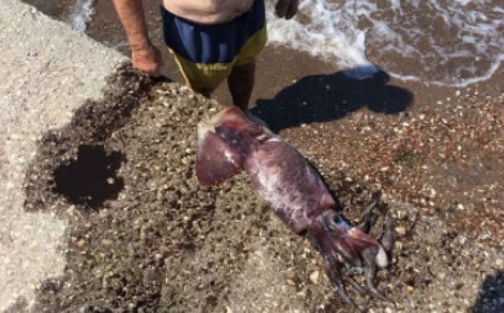 ΦΩΤΟ: ΝΑΥΠΛΙΟ - Ψάρεψε καλαμάρι μήκους 1,5 μέτρου και βάρους 5 κιλών
