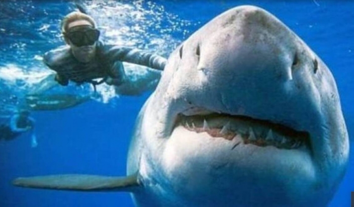Δείτε τον μεγαλύτερο εν ζωή καρχαρία του κόσμου!