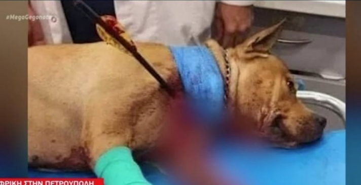 Πετρούπολη: Πέθανε ο σκύλος που χτυπήθηκε με βέλος - Για κακούργημα αναζητείται ο δράστης