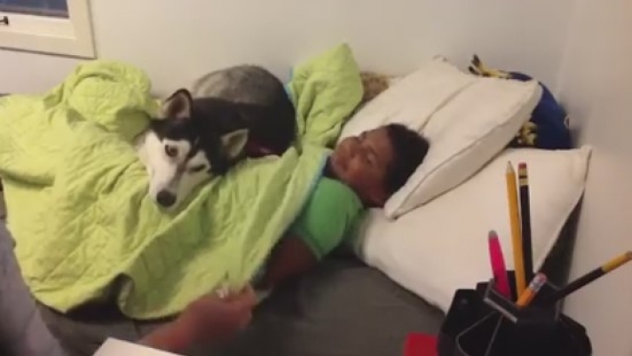 Σκύλος αρνείται να σηκωθεί από το κρεβάτι