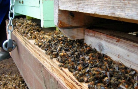 Κλαίνε οι μελισσοκόμοι στην Ελλάδα: Έρχεται το τέλος…