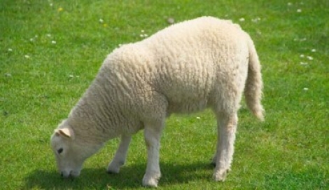 Πρόβατο-μοντέλο πρωταγωνιστεί σε καμπάνια ρούχων γνωστής εταιρείας
