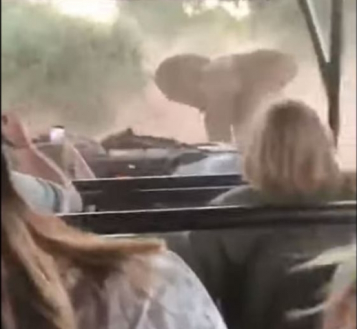 Τρόμος για τουρίστες στη Νότια Αφρική από ελέφαντα που τους πήρε στο κυνήγι