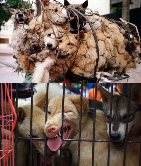 Φρίκη: Ετοιμάζονται να φάνε 10.000 σκυλιά σε φεστιβάλ στην Κίνα!