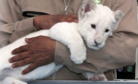 Σπάνιο λευκό λιοντάρι κάνει την πρώτη του δημόσια εμφάνιση (pics &amp; vid)