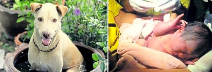 Αδέσποτος σκύλος έσωσε νεογέννητο μωρό που το δάγκωναν άλλα σκυλιά