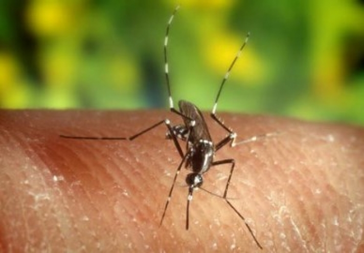ΚΕΕΛΠΝΟ - Ελονοσία: Επείγουσα εγκύκλιος στις επιχειρήσεις για μέτρα προστασίας