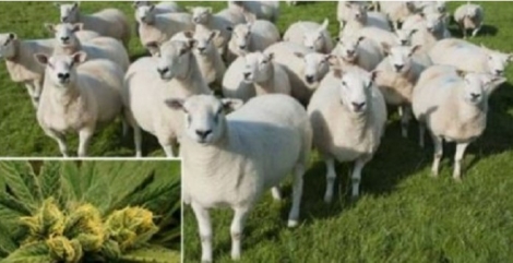 Καλαμάτα: Πρόβατα έφαγαν… κάνναβη αξίας 50.000 ευρώ και μαστούρώσαν