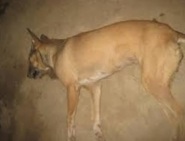 ΕΡΥΜΑΝΘΟΣ:Θανάτωσε επτά σκυλιά και αναζητείται