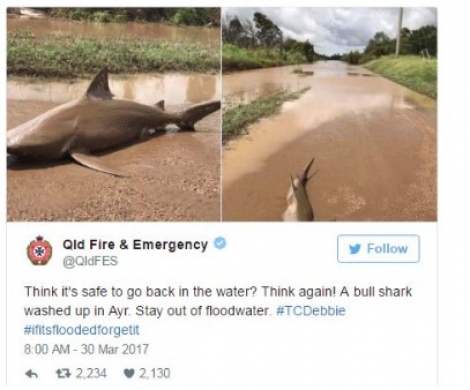 ΑΥΣΤΡΑΛΙΑ - Απίστευτες εικόνες: Ο τυφώνας έβγαλε καρχαρίες στους δρόμους!