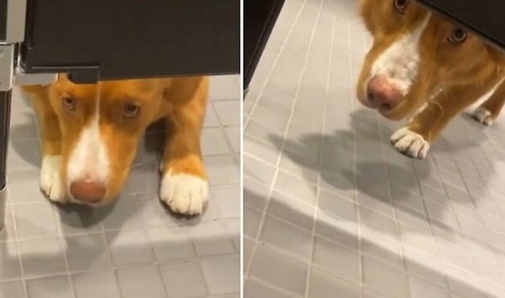 Βίντεο: Πονηρός σκύλος «παίρνει μάτι» στις τουαλέτες