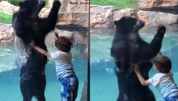 Βίντεο: Αρκούδα χοροπηδά ρυθμικά με ένα αγοράκι και προσφέρει ένα μοναδικό θέαμα