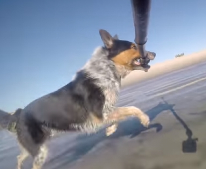 Ο σκύλος και το selfie stick
