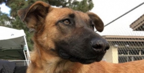 ΕΞΟΡΓΙΣΤΙΚΟ! Βρήκαν τον χαμένο σκύλο τους σε καταφύγιο – Αντί να τον πάρουν, ζήτησαν… (ΦΩΤΟ-ΒΙΝΤΕΟ)