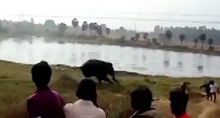 Σκληρό βίντεο: Εξαγριωμένος ελέφαντας ποδοπατά μέχρι θανάτου άνδρα στην Ινδία
