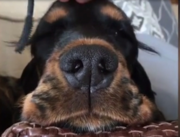 Δείτε πώς κάθεται η σκυλίτσα όταν βάφουν τις… βλεφαρίδες της! (vid)