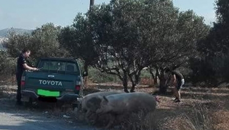 ΑΠΙΣΤΕΥΤΟ !!! Γουρούνια επιτέθηκαν σε... αστυνομικούς στην Κρήτη !