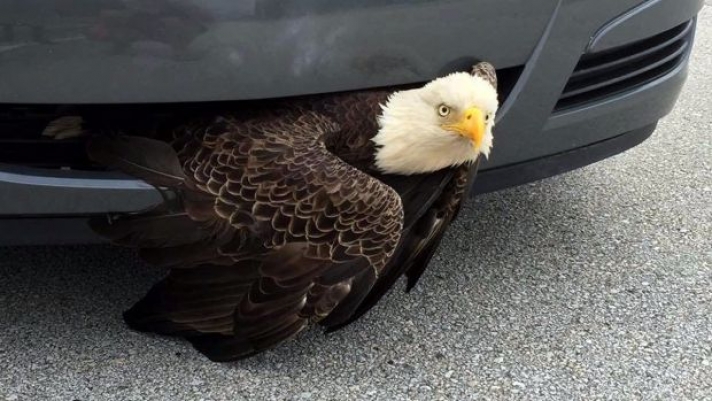 Αετός τράκαρε με αυτοκίνητο, αλλά πληγώθηκε μόνο η περηφάνια του! (photos)