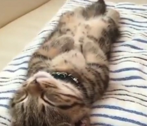 Το γατάκι που δεν ξυπνάει ούτε με κανόνια έχει υπνωτίσει το διαδίκτυο (video)