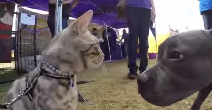 Γάτος κάνει γνωριμίες με σκύλους