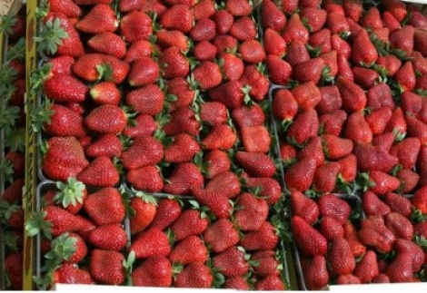 ΚΑΤΑΔΙΚΗ ΓΙΑ TRAFFICKING ΚΑΙ ΚΑΤΑΝΑΓΚΑΣΤΙΚΗ ΕΡΓΑΣΙΑ !!! Απόφαση-καταπέλτης σε βάρος της Ελλάδας για τις «ματωμένες» φράουλες της Μανωλάδας