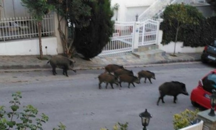 Θεσσαλονίκη: Αγριογούρουνα κόβουν… βόλτες έξω από τα σπίτια!