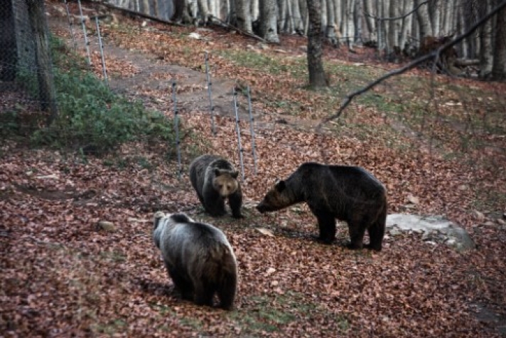 Τραγωδία στη Θεσσαλονίκη: Νεκρή σε τροχαίο η μεγαλύτερη αρκούδα της Ελλάδας