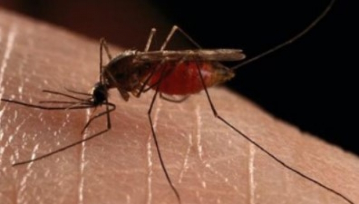 Κουνούπια: Φυσικά υλικά που έχετε στο σπίτι για να τα κρατήσετε μακριά