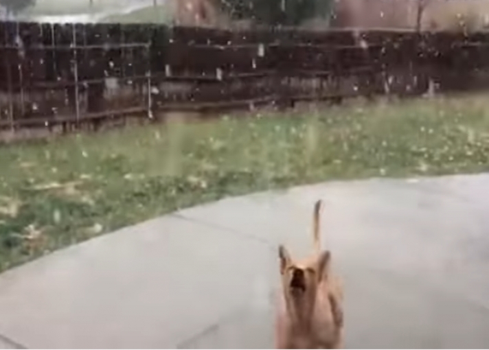 Σκύλος βλέπει για πρώτη φορά χιόνι και σαλτάρι