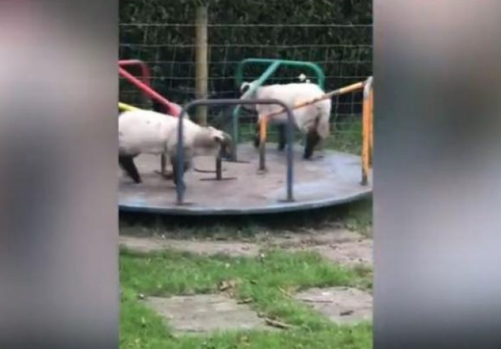 Ο Shaun the sheep ζει: Πρόβατα κάνουν γύρω - γύρω όλοι (Video)
