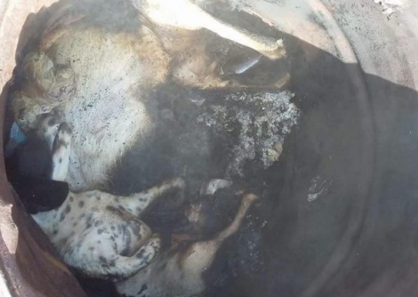 Λήμνος: Συνελήφθη ο κυνηγός που σκότωσε &amp; έκαψε τα 2 σκυλιά του για να εξαφανίσει τα ίχνη τους