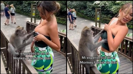 Πονηρή μαϊμού πήγε να ξεγυμνώσει 28χρονο μοντέλο, τραβώντας το μπουστάκι της (vid)