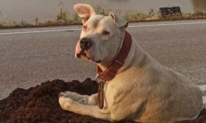 Η συγκινητική εικόνα του σκύλου που περιμένει τον κηδεμόνα του στην πλημμυρισμένη γέφυρα του Καραβόπορου