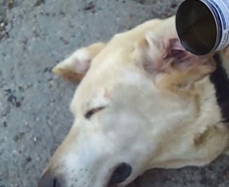 Έριξε ξίδι μέσα στο αυτί ενός γέρικου σκύλου.  (Βίντεο)