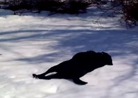 Ένας μαύρος σκύλος βλέπει χιόνι για πρώτη
