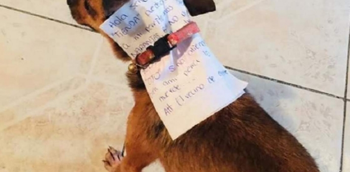 Κορωνοϊός: Μεξικανός έστειλε το σκύλο του να του αγοράσει γαριδάκια (Φωτο)