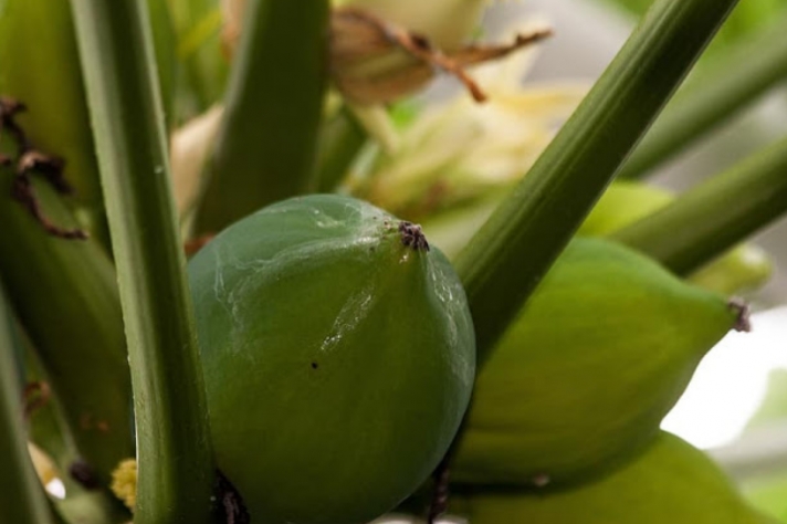 Την δυνατότητα καλλιέργειας υποτροπικών φυτών εξετάζει η Περιφέρεια Πελοποννήσου